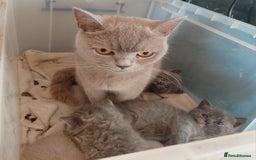 British Shorthair cats for sale: Beautiful pedigree british shorthair kittens - Image 8