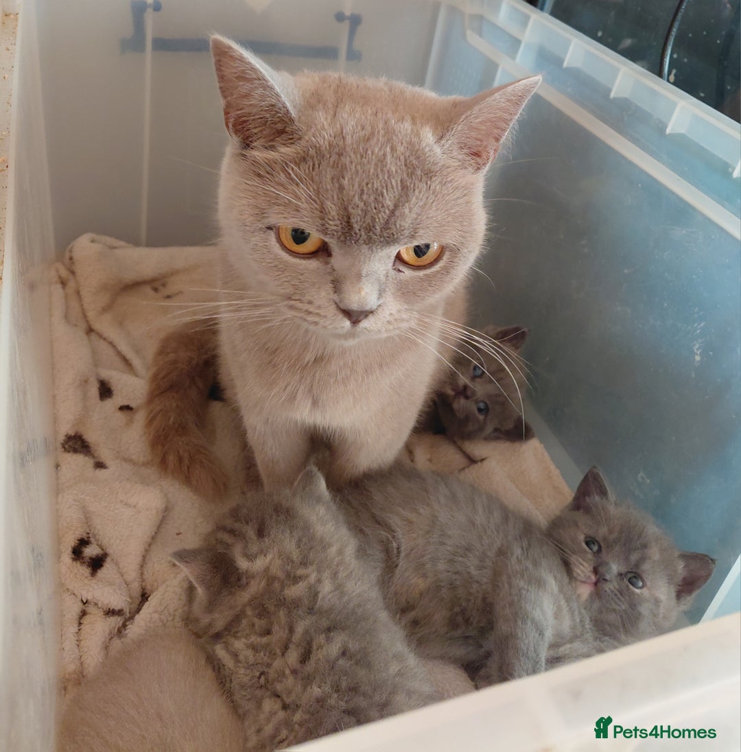 British Shorthair cats for sale: Beautiful pedigree british shorthair kittens - Image 8