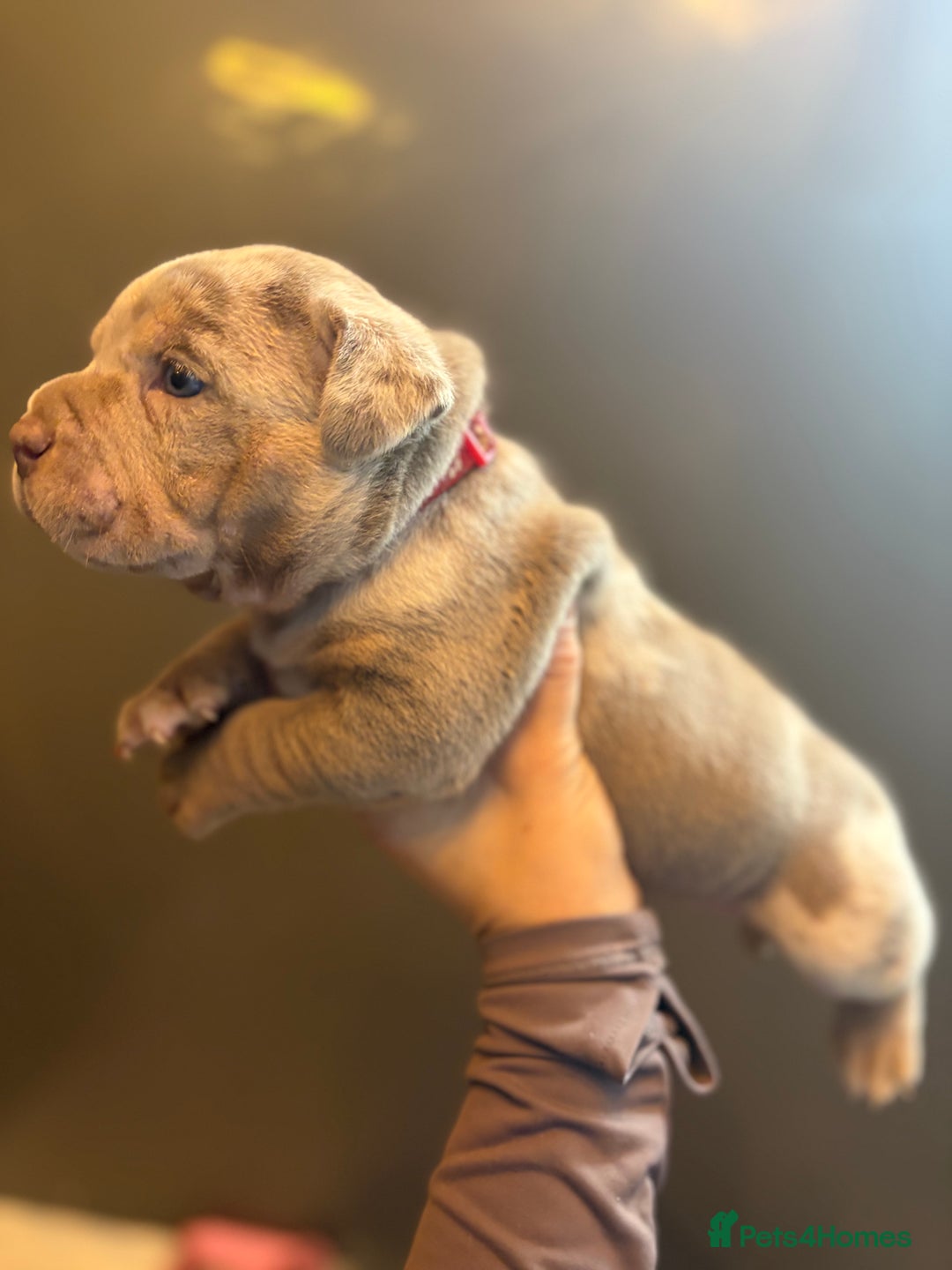 American Bully dogs for sale: ABKC Pocket Bully’s  - Image 16