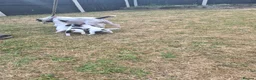 Jack Russell dogs for sale: Jack Russell puppies  - Advert 4