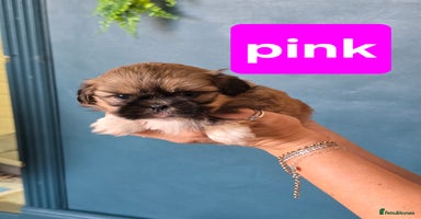 Shih Tzu dogs - Advert 1