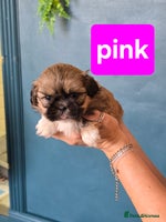 Shih Tzu dogs - Advert 1