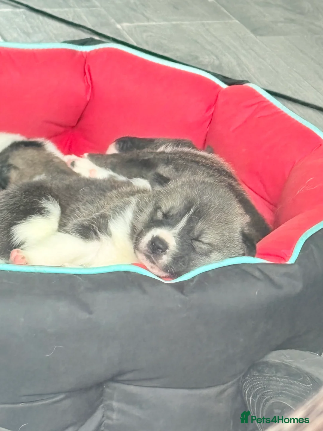 Akita dogs for sale: Akita pups March 12th ready to view  - Advert 19