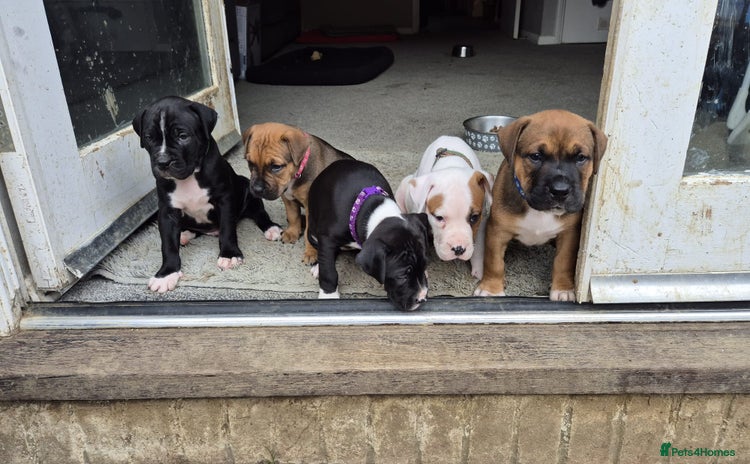 Mixed Breed dogs - Advert 16