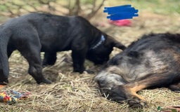 Mixed Breed dogs for sale: German Shepherd cross Mastiff - Image 26