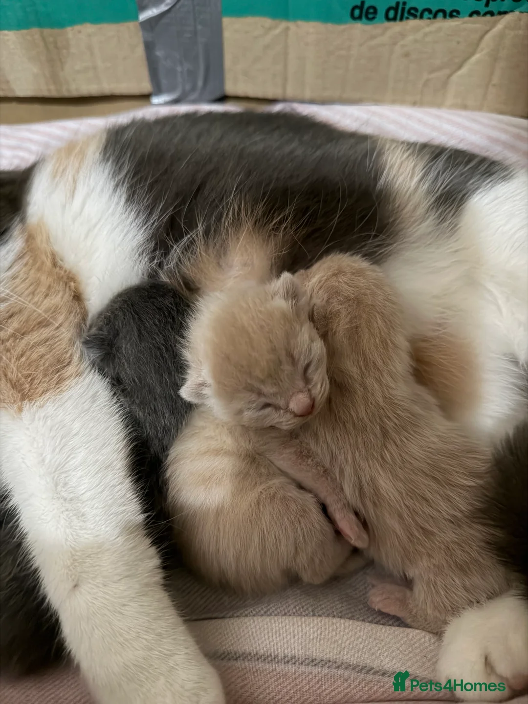 British Shorthair cats for sale: British shorthair kittens  in Halstead - Advert 11