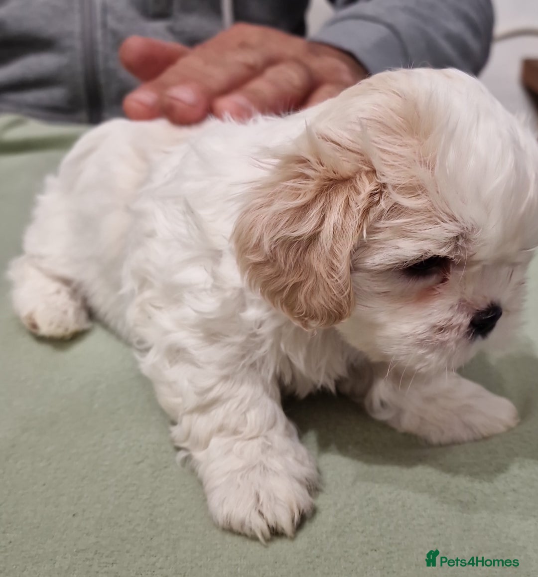 Shih Tzu dogs for sale:  2 lovely girls Shih Tzu Puppies!  - Advert 2