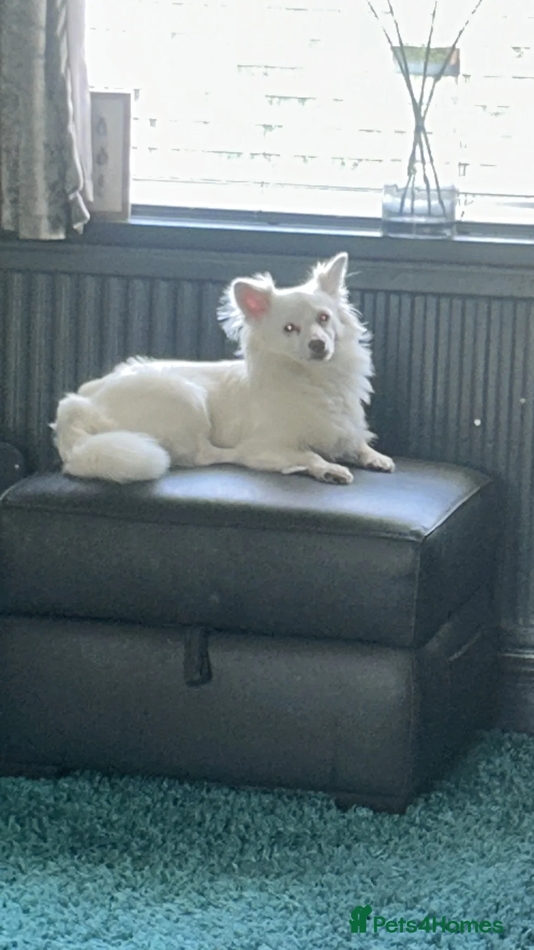 Pomchi dogs for stud: Marshall in Leicester - Advert 3