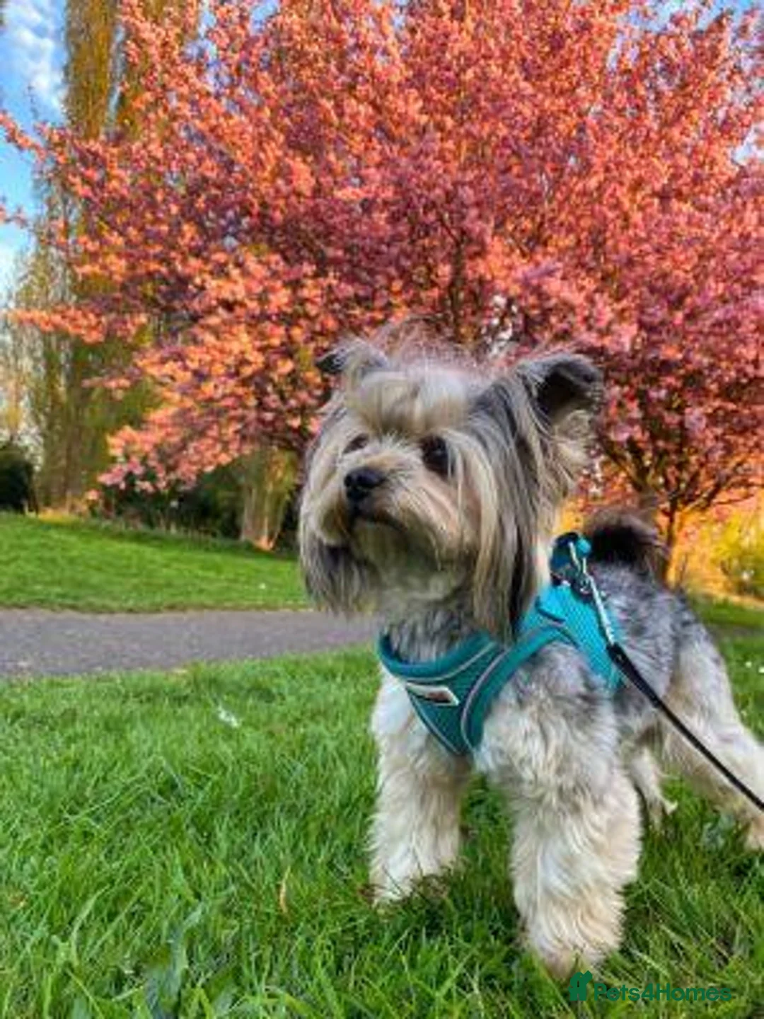 Yorkshire Terrier dogs for sale: Looking for Her Forever Home in Edinburgh - Advert 2