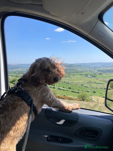 Gallery Image {{count}}