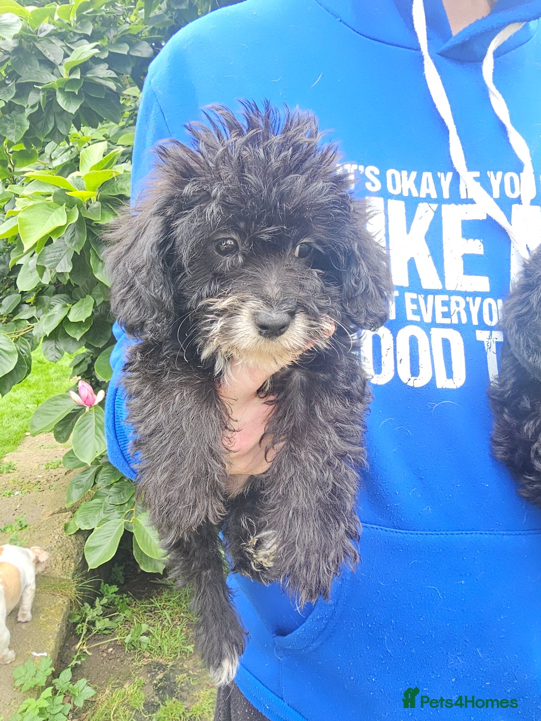 Mixed Breed dogs for sale: Chorkie x poodle pups - Image 3