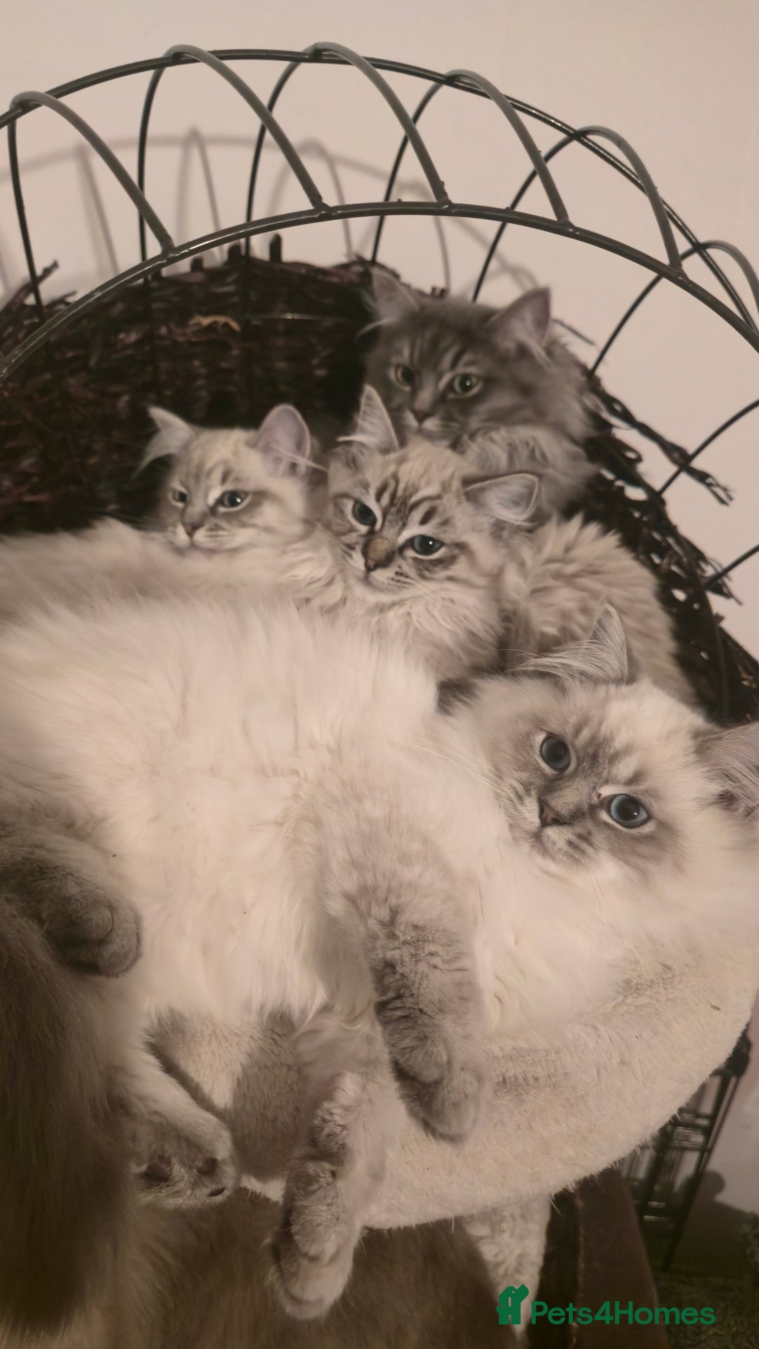 Ragdoll cats for sale: Adorable Ragdoll cross Scottish Straight - Advert 15
