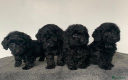 Cockapoo dogs for sale: Stunning black Cockapoo puppies for sale - Image 3
