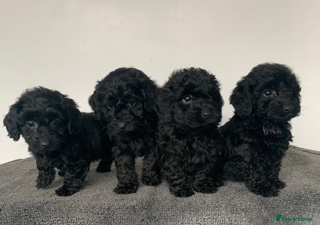 Cockapoo dogs for sale: Stunning black Cockapoo puppies for sale - Image 3