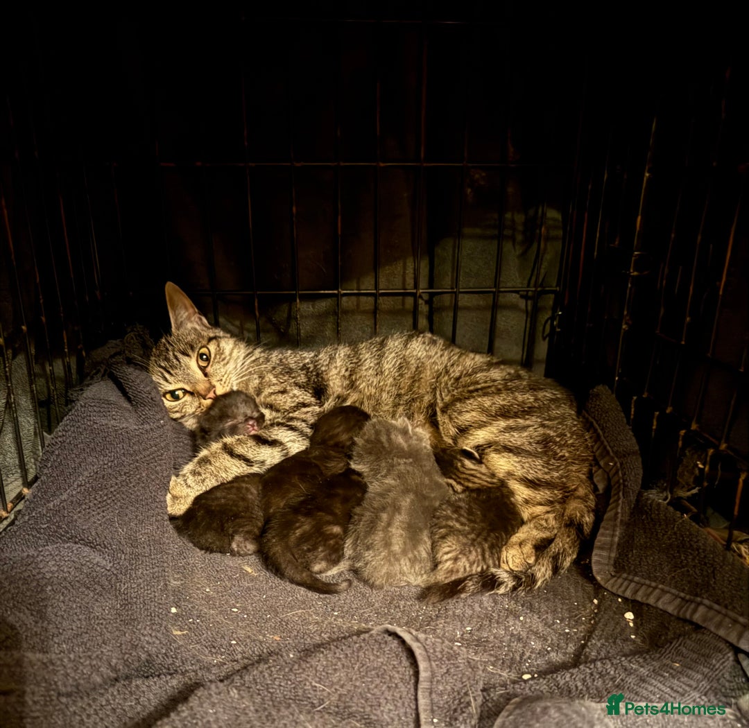 Mixed Breed cats for sale: Beutiful, Kittens Raised to Highest Standard - Image 2