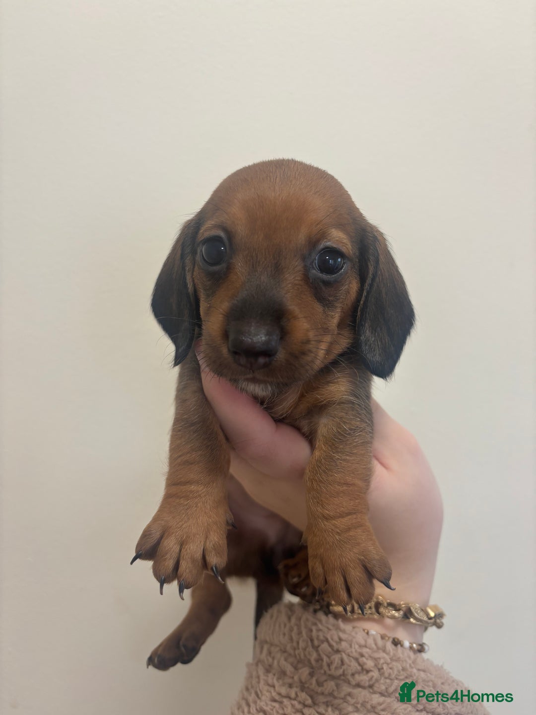 Miniature Dachshund dogs for sale: MINIATURE DACHSHUNDS - Advert 2