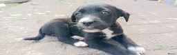 Mixed Breed dogs for sale: cockerpoo x colliestaff puppies in Cheltenham - Advert 9