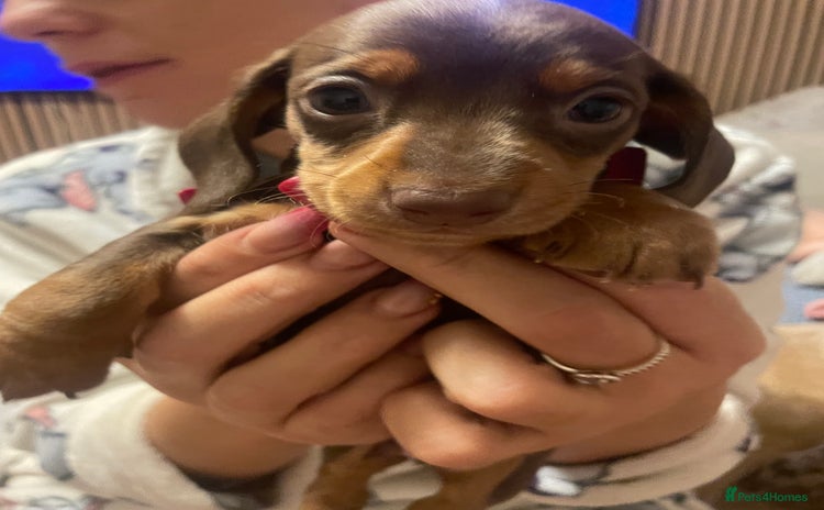 Miniature Dachshund dogs Kc registered LAST 1 beautiful baby left  - Advert 3