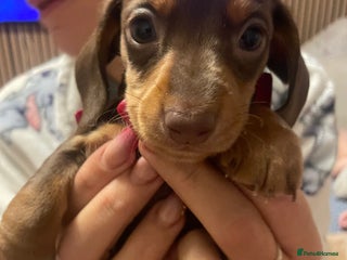 Miniature Dachshund dogs Kc registered LAST 1 beautiful baby left - Advert 3