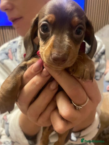 Miniature Dachshund dogs Kc registered LAST 1 beautiful baby left - Advert 3