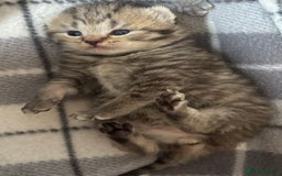 British Shorthair cats for sale: British shorthair kittens - Image 7