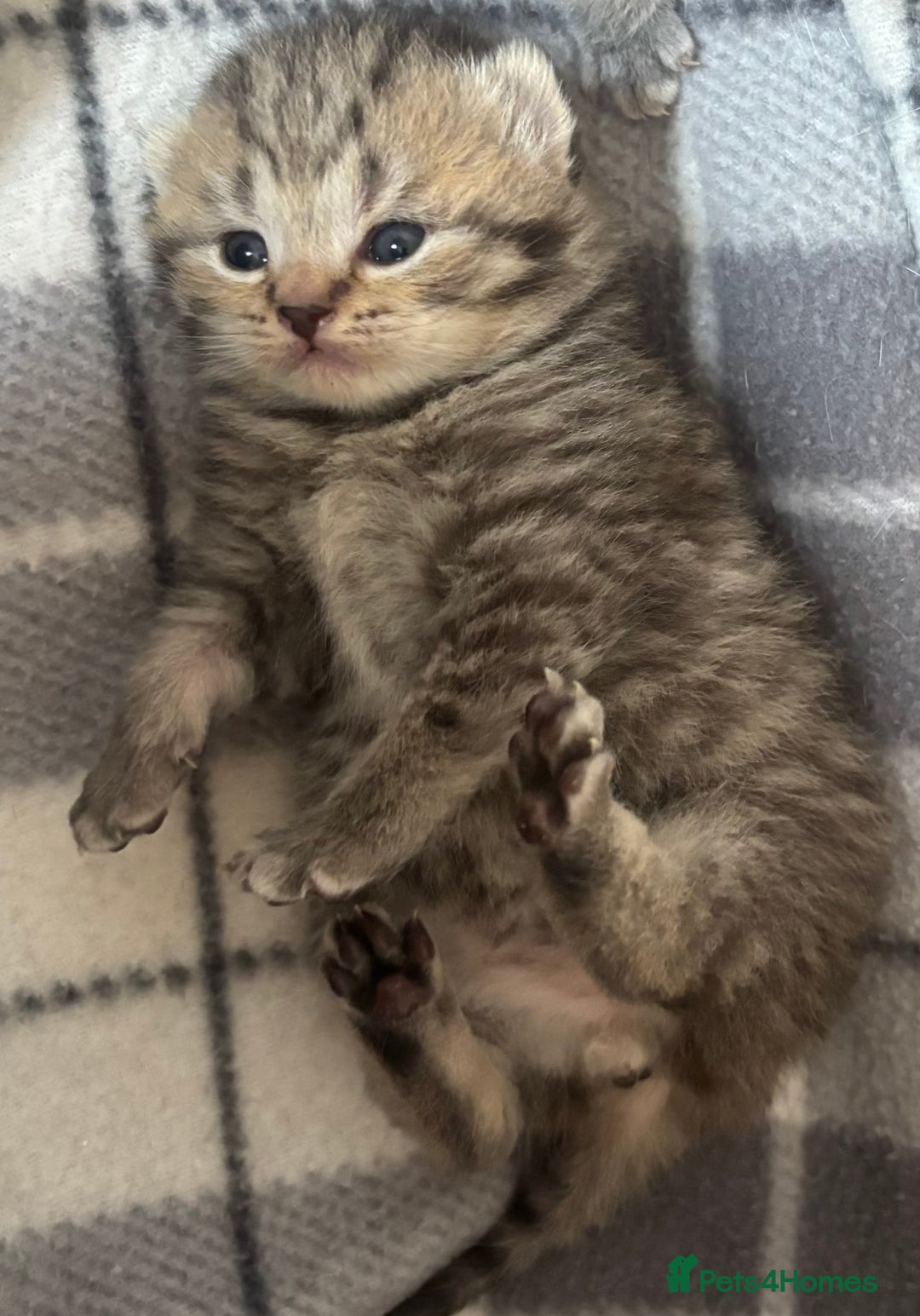 British Shorthair cats for sale: British shorthair kittens - Image 7
