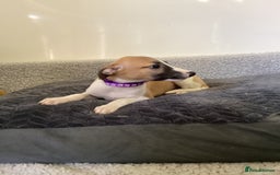 Whippet dogs for sale: Whippet puppies  - Image 10