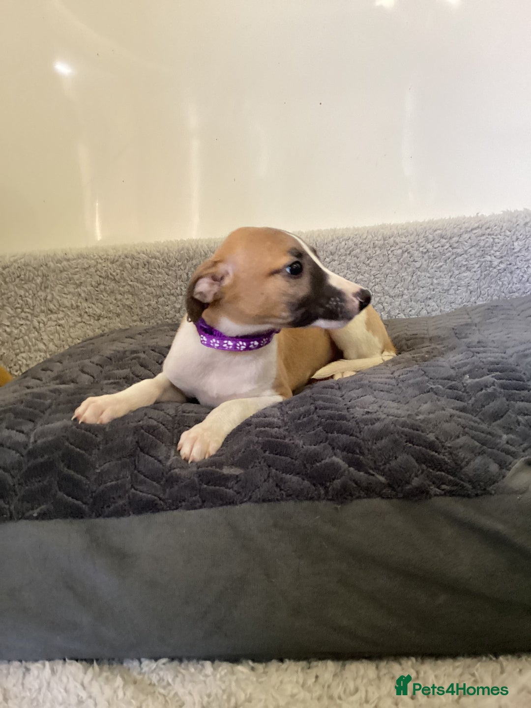 Whippet dogs for sale: Whippet puppies  - Image 10