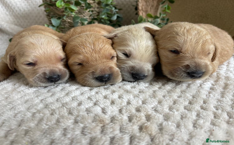 Golden Retriever dogs - Advert 2