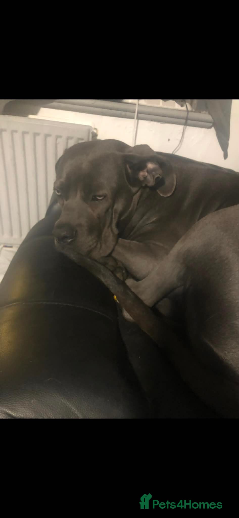 Mixed Breed dogs Cane corso cross German shepherd  - Advert 3