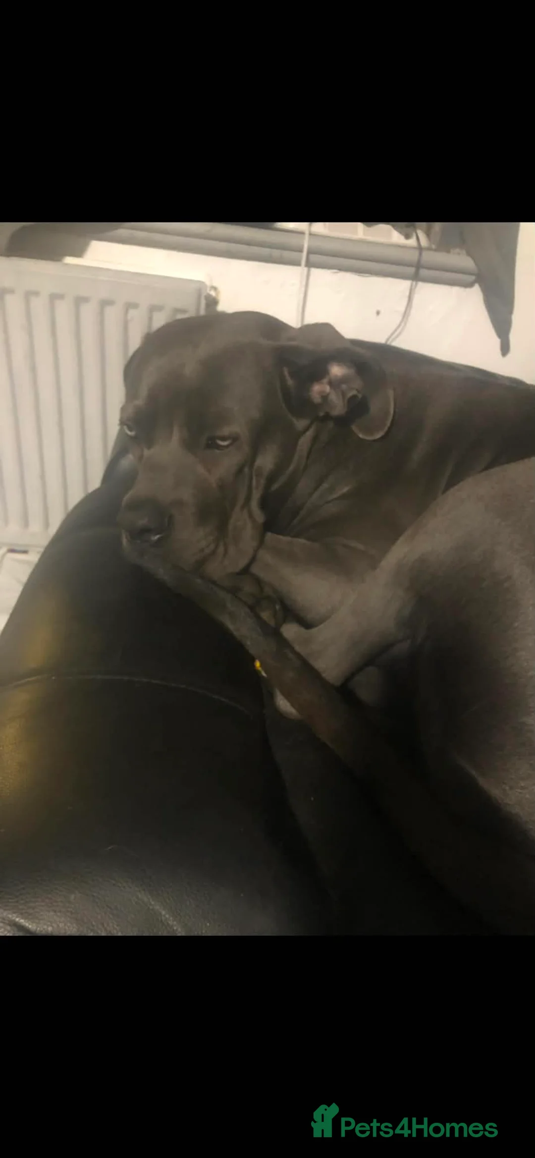 Mixed Breed dogs for sale: Cane corso cross German shepherd  - Advert 1