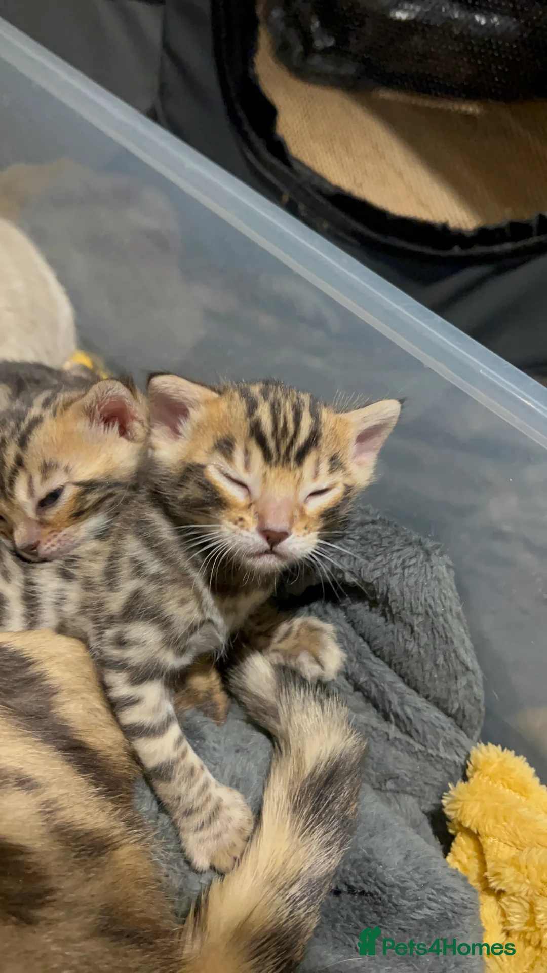 Bengal cats for sale: Pure Bengal Kittens  - Advert 2