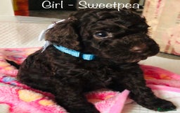 Cockapoo dogs for sale: Cockapoo Puppies - Image 9