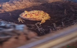 Frog reptiles for sale: Pacman frog + full set up - Image 5