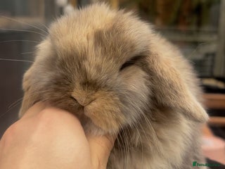 Mini Lop rabbits PURE BRED mini lops - Advert 3