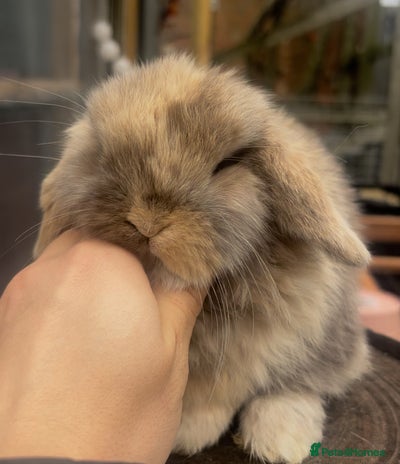 Mini Lop rabbits PURE BRED mini lops - Advert 1