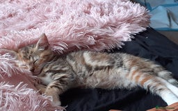 Domestic Shorthair cats for sale: Lovable kittens for homing - Image 3