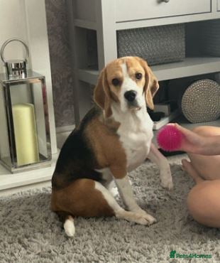Beagle dogs Mia 3 year old Bitch in Hull - Advert 1