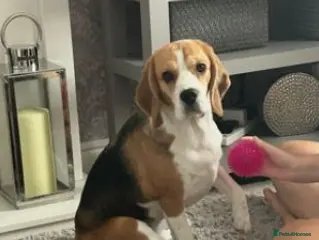 Beagle dogs Mia 3 year old Bitch in Hull - Advert 1