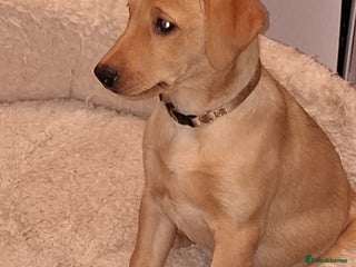 Labrador Retriever dogs KC Fox Red Labrador Pups - Health tested. 1 left - Advert 5