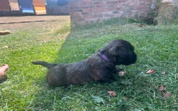 Glen of Imaal Terrier dogs for sale: Beautiful Glen of Imaal Terrier Puppies - Image 11
