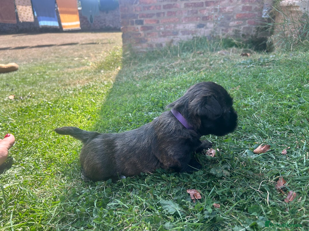 Glen of Imaal Terrier dogs for sale: Beautiful Glen of Imaal Terrier Puppies - Image 11