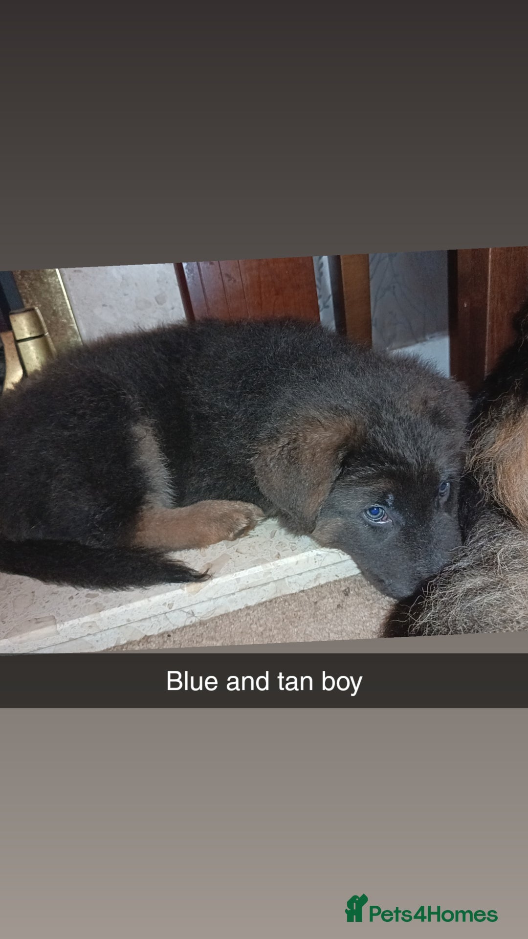 German Shepherd dogs for sale: German Shepherd puppies - Image 23