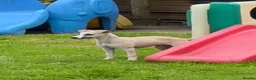 Whippet dogs for sale: Beautiful KC Whippet boy Puppy  - Advert 9