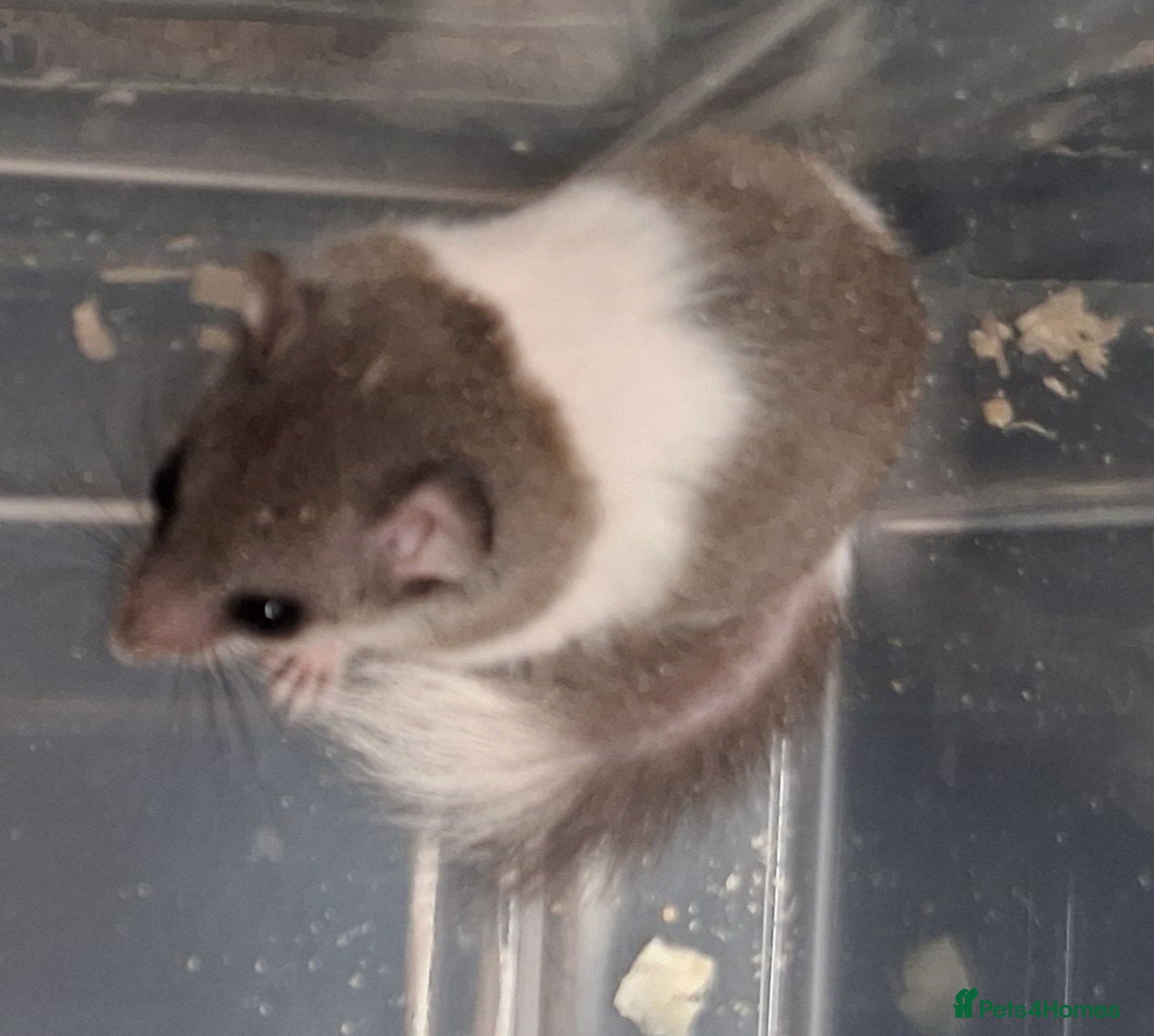 Mouse rodents Baby Pied African Door Mice  - Advert 2