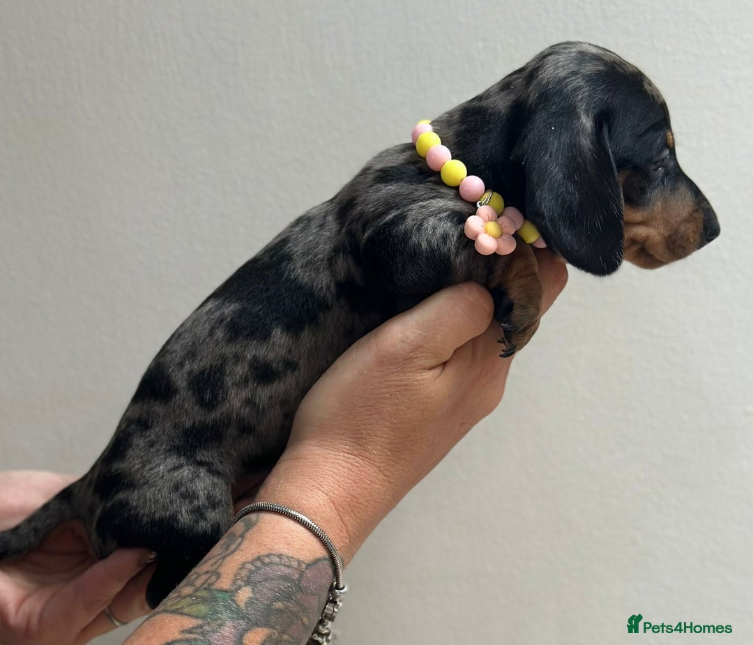 Miniature Dachshund dogs for sale: Beautiful smooth haired miniature dachshunds - Image 9
