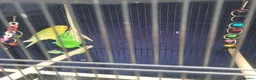 Budgerigars birds for sale: Budgie for free in High Wycombe - Advert 1