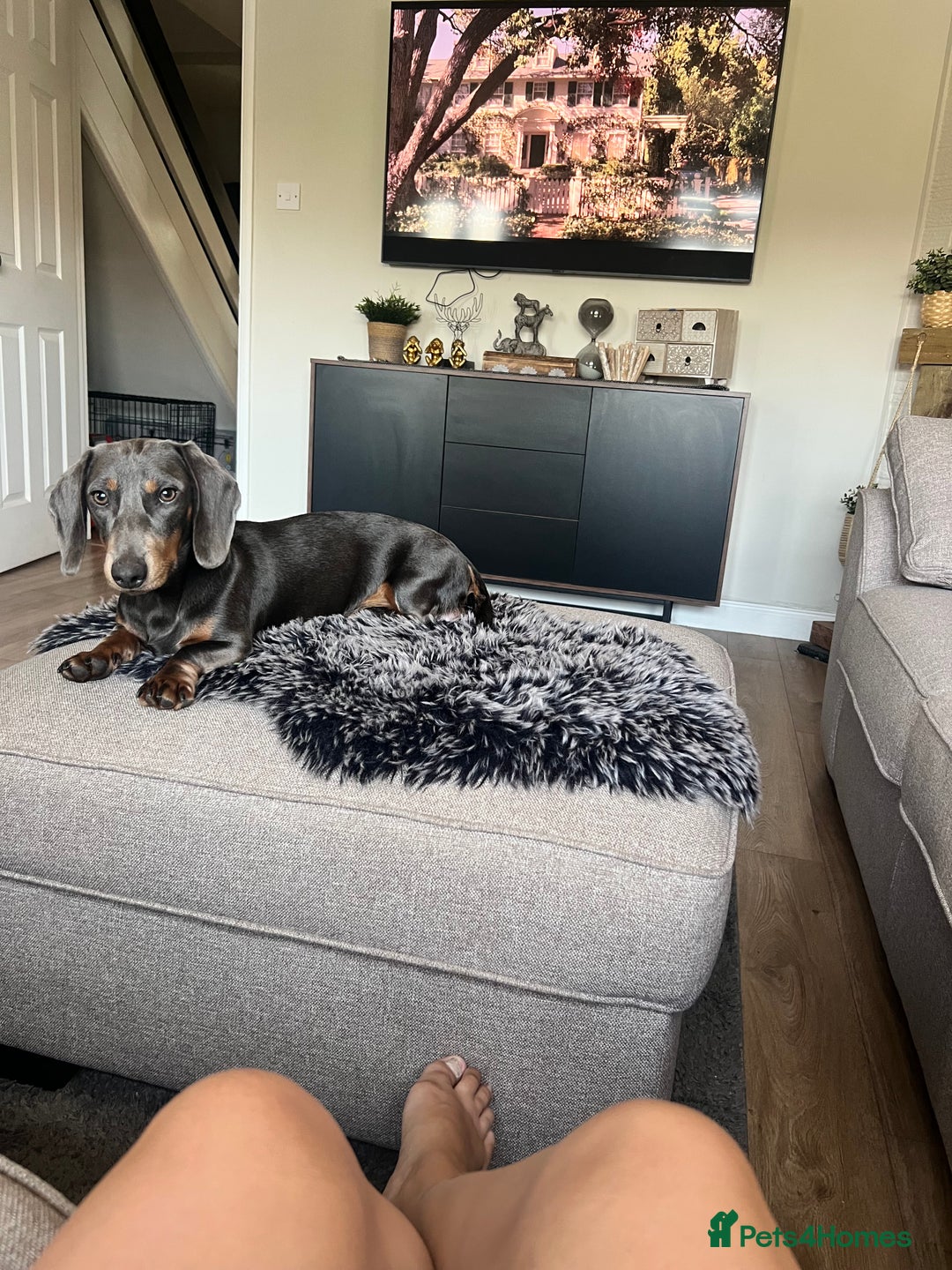 Dachshund dogs for sale: Male dachshund for sale  - Image 1