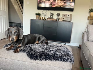 Dachshund dogs for sale - Advert 1