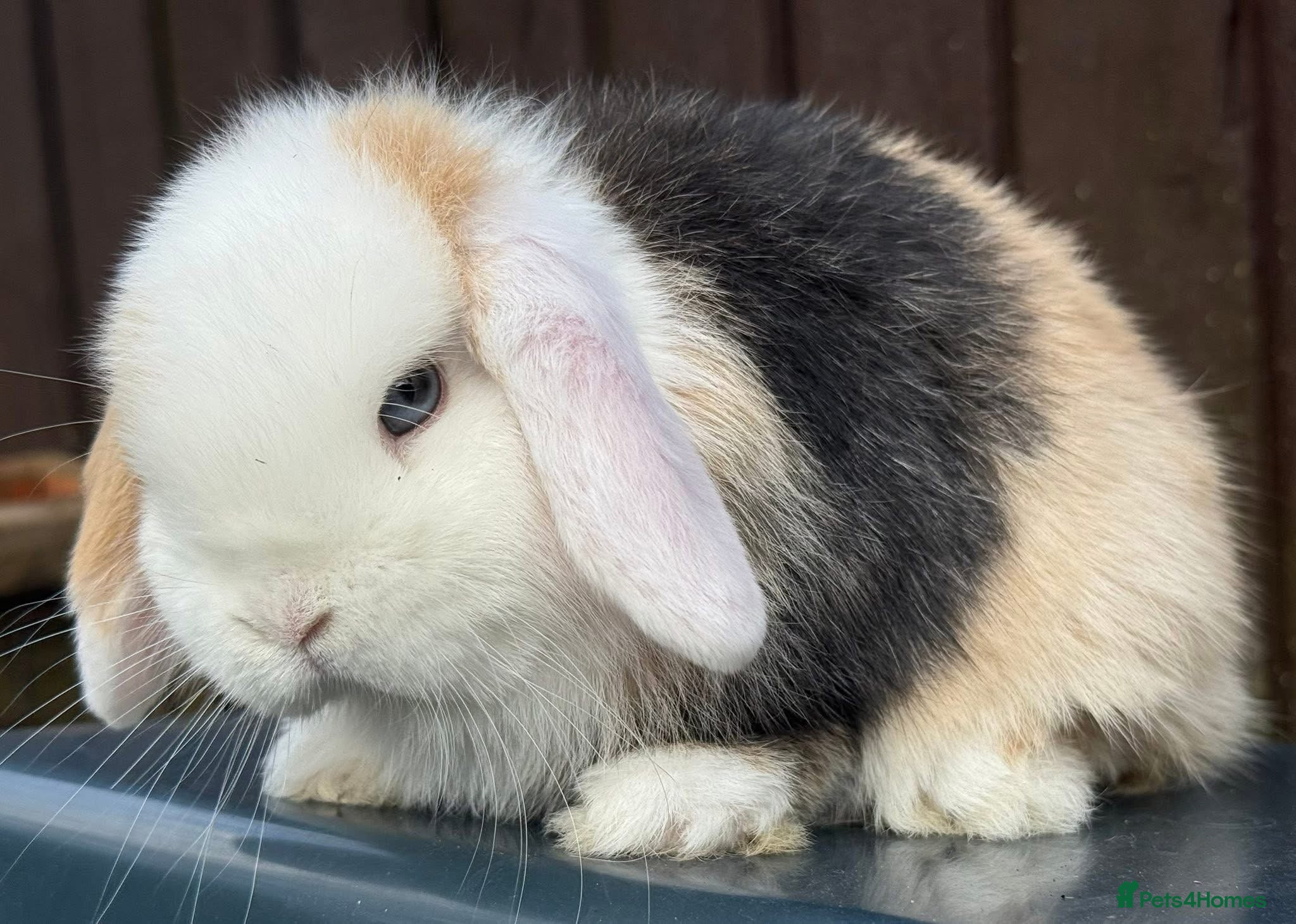 Mini Lop rabbits Blue eyed black Harli extreme mini lop doe/girl - Advert 1